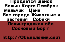 Продается щенок Вельш Корги Пемброк мальчик › Цена ­ 65 000 - Все города Животные и растения » Собаки   . Ленинградская обл.,Сосновый Бор г.